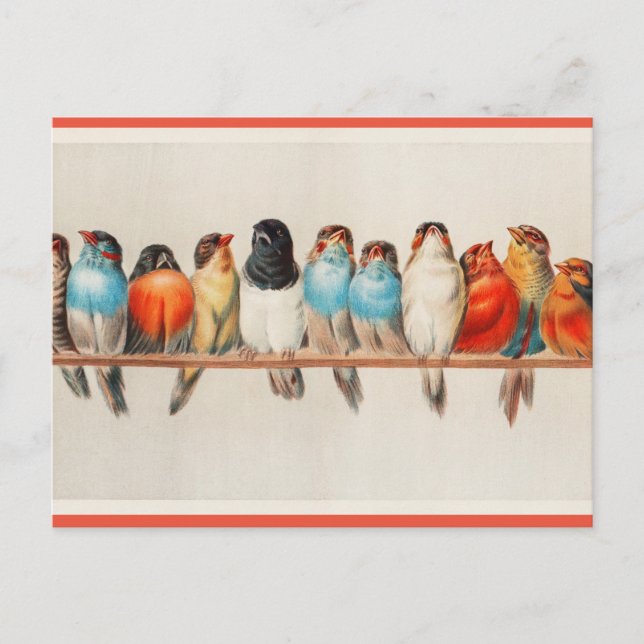 A Perch of Birds Postcard (Front)