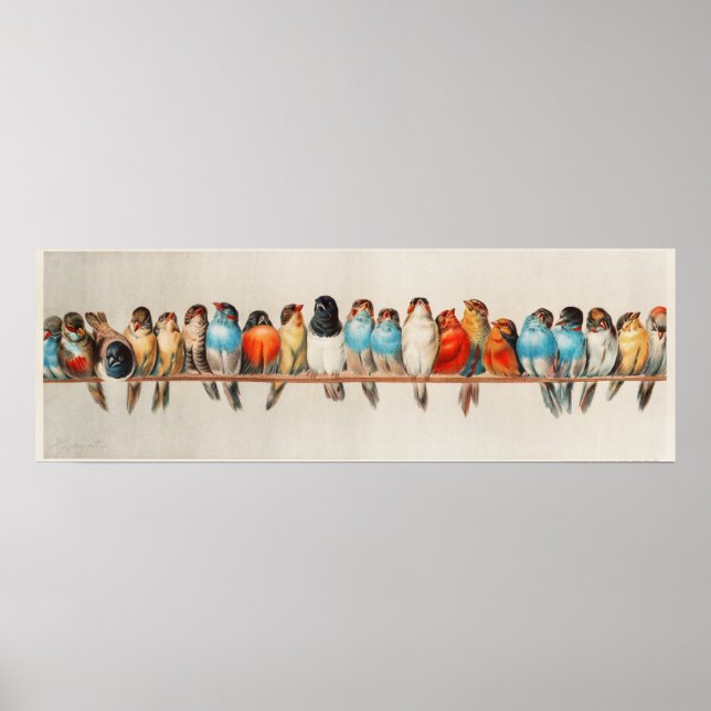 A Perch of Birds Vintage Illustration Poster (Front)