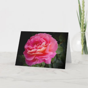 A Perfect Pink Rose, Blank Greeting Card