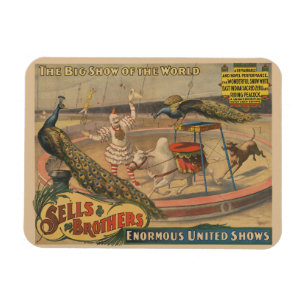 A Performing Zebu And Peacock With Clown Trainer Magnet