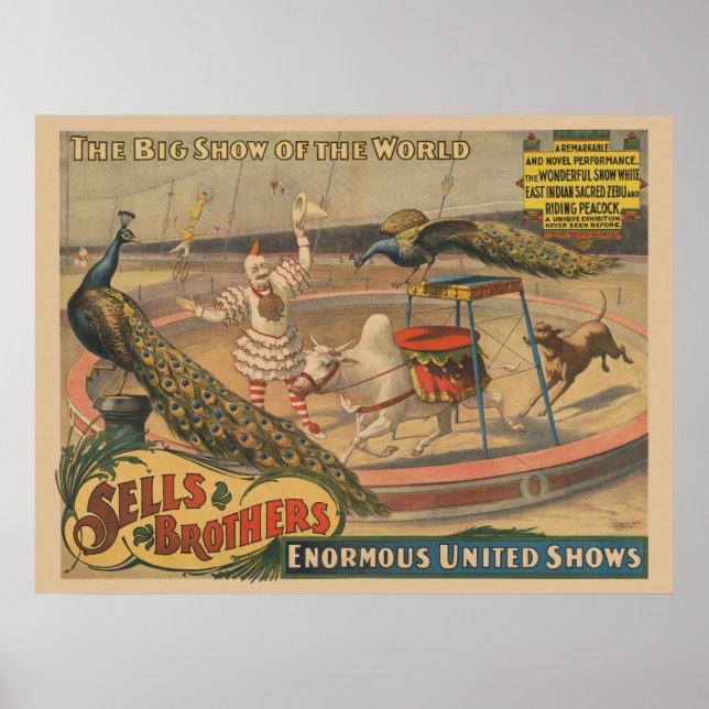 A Performing Zebu And Peacock With Clown Trainer Poster (Front)