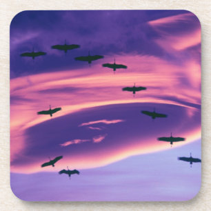 A photo composite of Sandhill cranes in flight Coaster