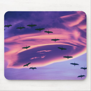 A photo composite of Sandhill cranes in flight Mouse Pad