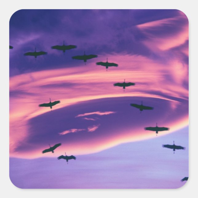 A photo composite of Sandhill cranes in flight Square Sticker (Front)