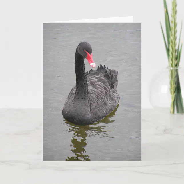 A photo of a Black Swan on a note card | Zazzle