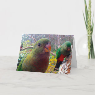A photograph of a King Parrot.blank card. Card