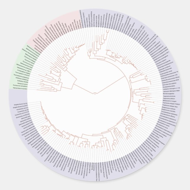 A phylogenetic tree of life Chart Classic Round Sticker (Front)