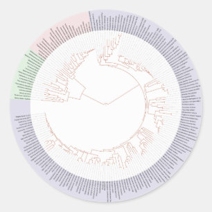 A phylogenetic tree of life Chart Classic Round Sticker