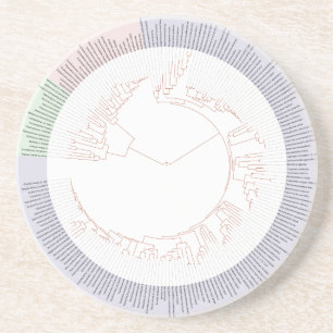A phylogenetic tree of life Chart Coaster