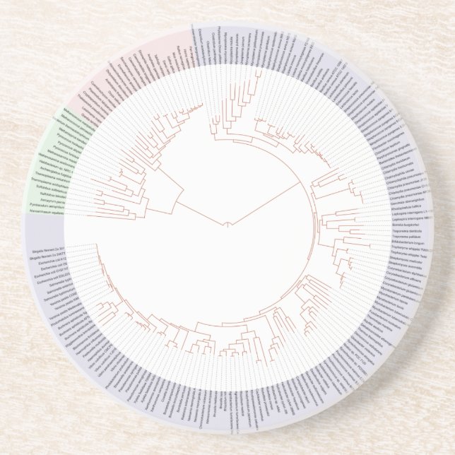 A phylogenetic tree of life Chart Coaster (Front)