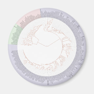 A phylogenetic tree of life Chart Magnet