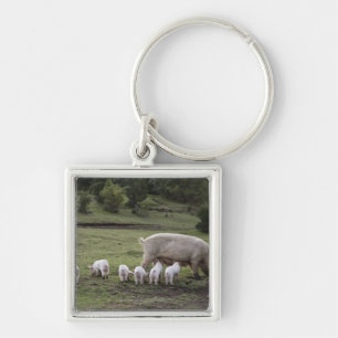 A pig with piglets in a field key ring