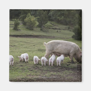 A pig with piglets in a field magnet
