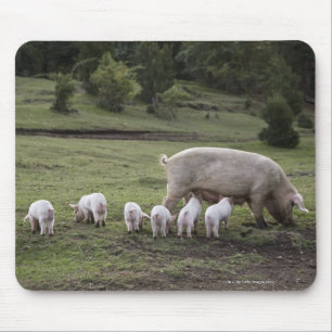 A pig with piglets in a field mouse pad