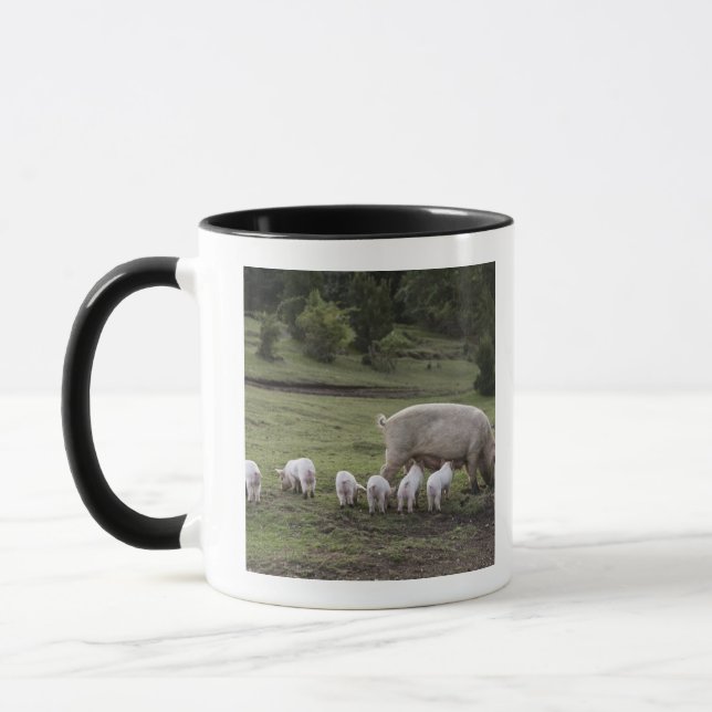 A pig with piglets in a field mug (Left)