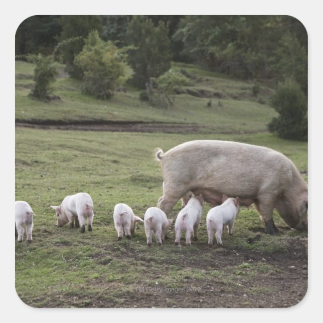 A pig with piglets in a field square sticker (Front)