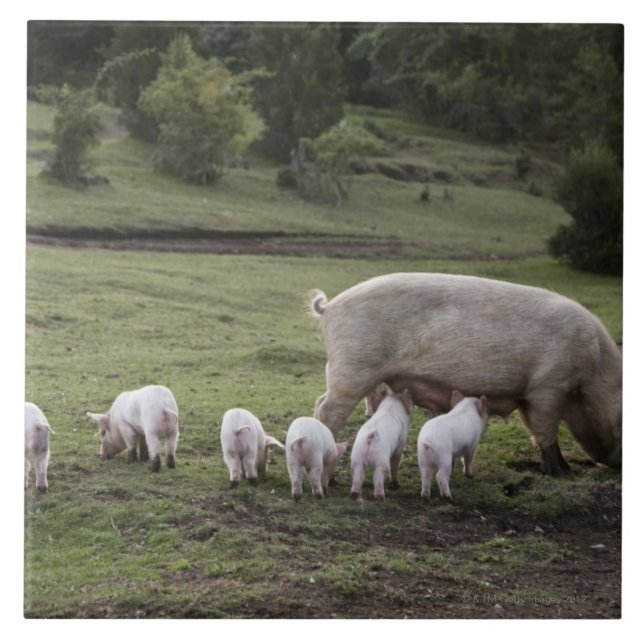 A pig with piglets in a field tile (Front)
