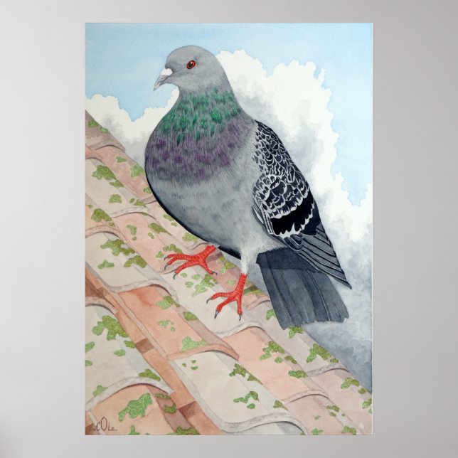 A Pigeon rests on a roof Poster (Front)
