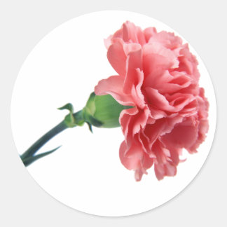 A Pink Carnation sticker