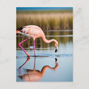A Pink Flamingo Seeing Its Reflection in the Water Postcard