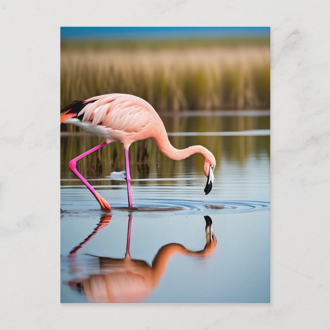 A Pink Flamingo Seeing Its Reflection in the Water Postcard (Front)
