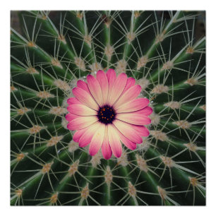 A pink flower poster