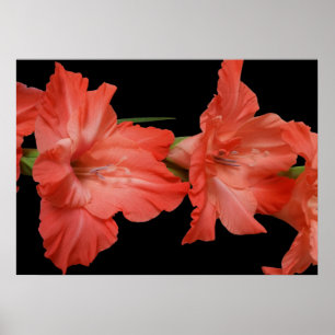 a pink gladiola poster