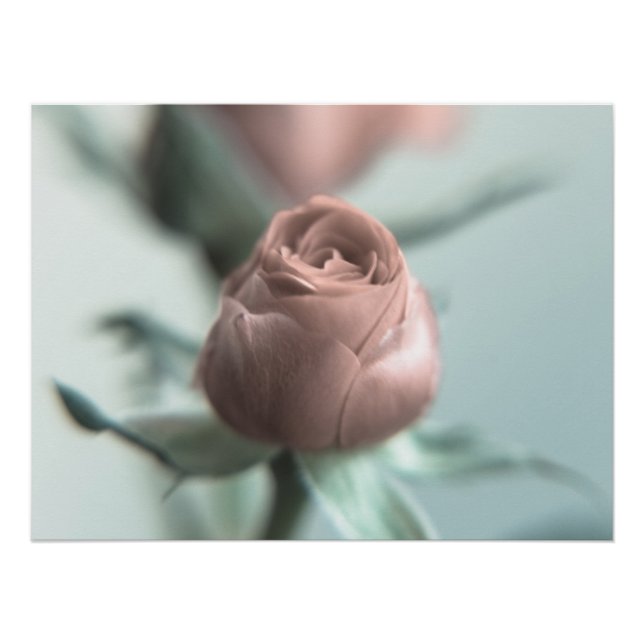 A Pink Rose for your Sweetheart... Poster (Front)