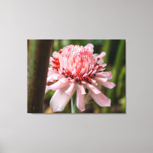 A Pink Torch Ginger Flower in Costa Rica Canvas Print