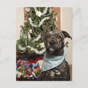 A pit bull posing for a Christmas portrait. Holiday Postcard