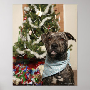 A pit bull posing for a Christmas portrait. Poster