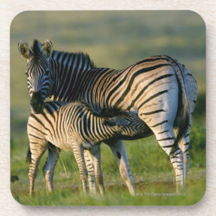 A Plains Zebra feeding her foal, Kwazulu-Natal Coaster
