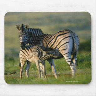 A Plains Zebra feeding her foal, Kwazulu-Natal Mouse Pad