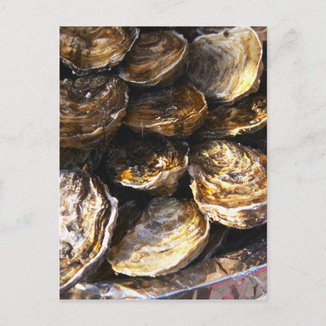 A plate of oysters. postcard (Front)