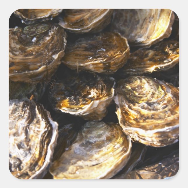 A plate of oysters. square sticker (Front)