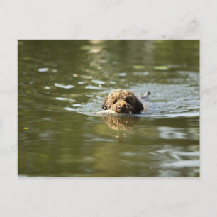 A playful dog cools off in the summer heat. postcard