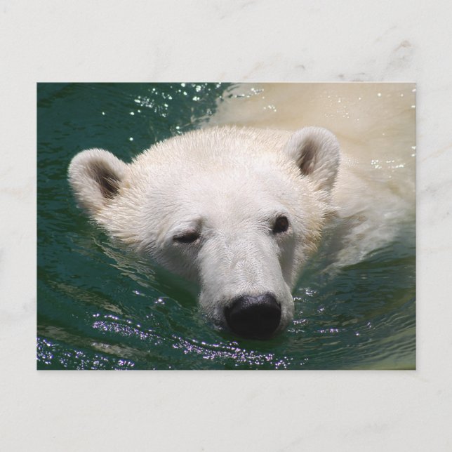 A polar bear just chilling postcard (Front)