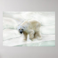 A polar bears icy cold