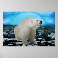 A polar bears time