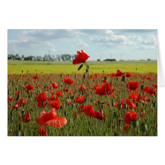 A Poppy Above the Rest (Front Horizontal)