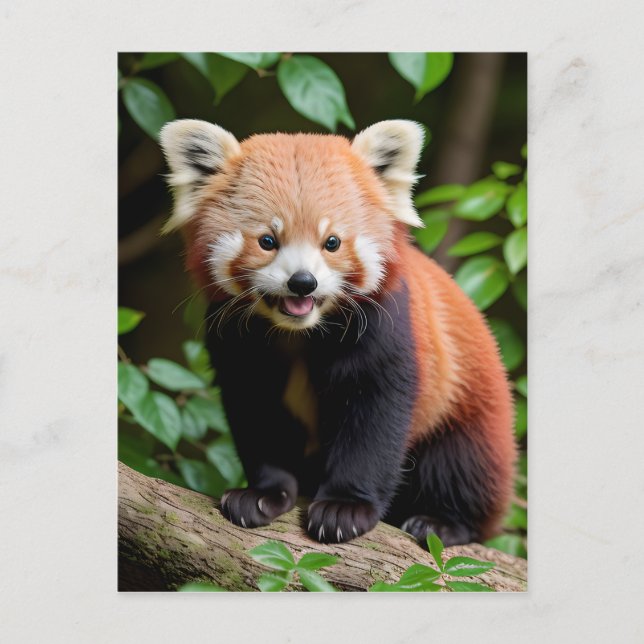 A Portrait of a Cute Red Panda Postcard (Front)