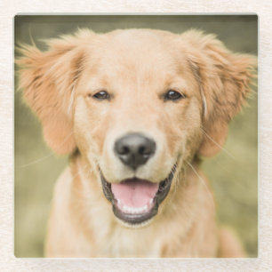 A Portrait Of A Golden Retriever Puppy Glass Coaster