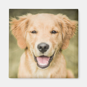 A Portrait Of A Golden Retriever Puppy Magnet