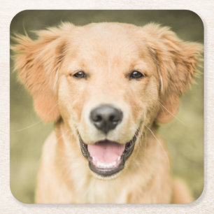 A Portrait Of A Golden Retriever Puppy Square Paper Coaster