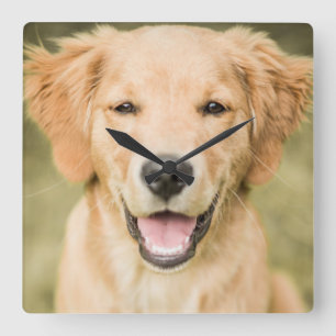 A Portrait Of A Golden Retriever Puppy Square Wall Clock