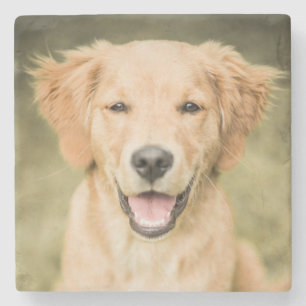 A Portrait Of A Golden Retriever Puppy Stone Coaster