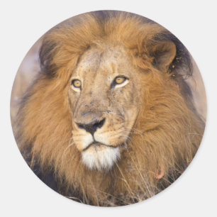 A portrait of a Lion looking into the distance Classic Round Sticker