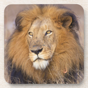 A portrait of a Lion looking into the distance Coaster