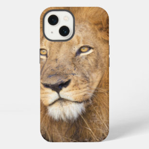 A portrait of a Lion looking into the distance iPhone Case