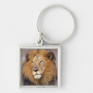 A portrait of a Lion looking into the distance Key Ring